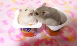 娱乐吃瓜酱鼠,揭秘娱乐圈那些不为人知的幕后故事